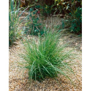 Moskitogras (Bouteloua gracilis) im 9x9 cm Topf, Ziergras für sonnige Standorte.