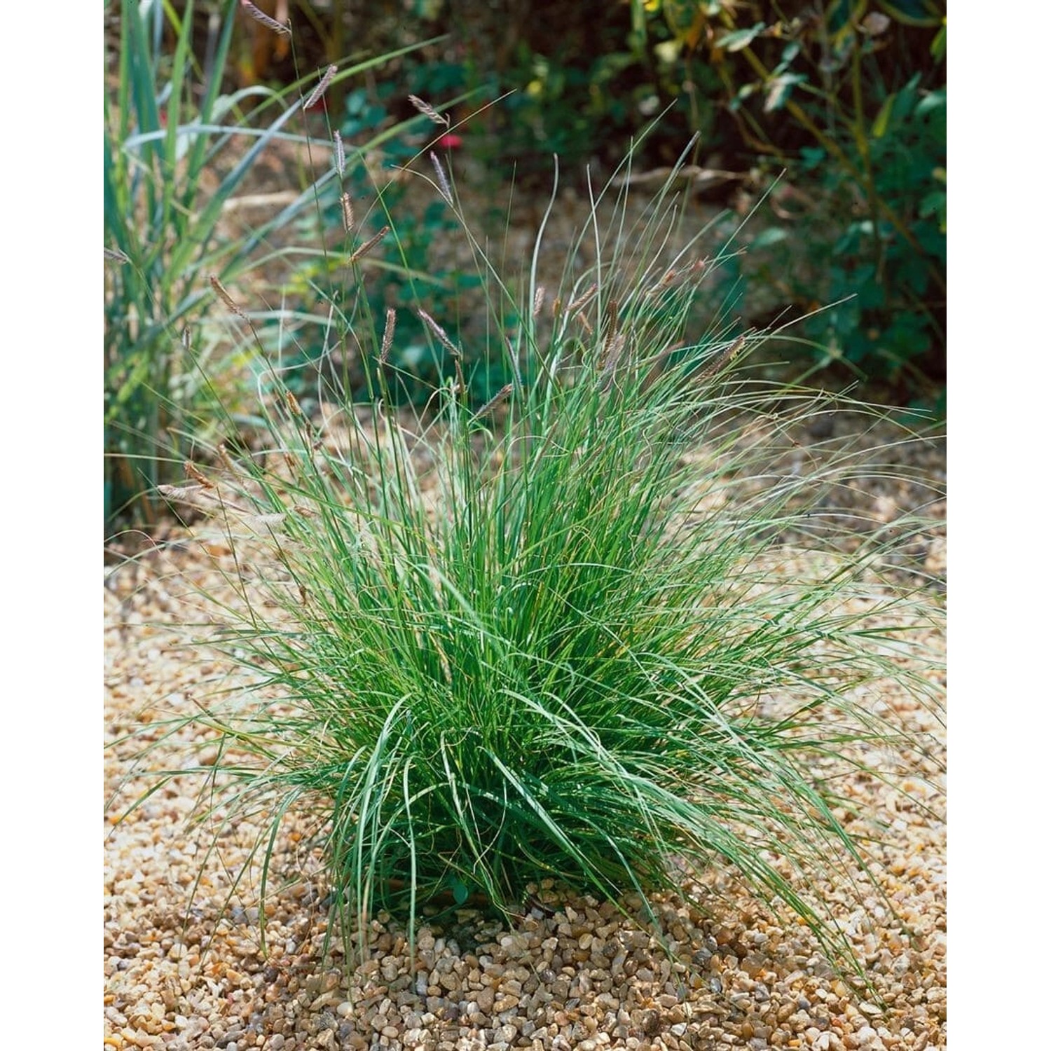 Bouteloua Gracilis Moskitogras Ca. 9x9 cm Topf Zierlich günstig online kaufen