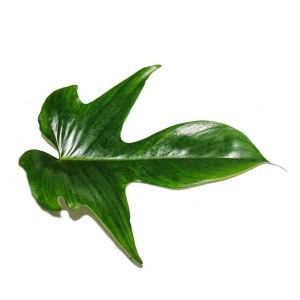 Blatt des Philodendron Florida Beauty Green, einer außergewöhnlichen Grünpflanze mit ungewöhnlicher Blattform.