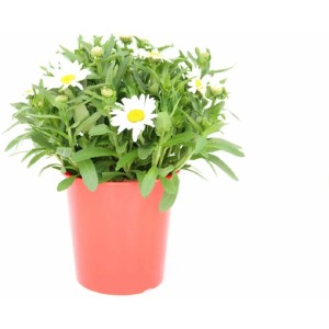 Margerite im Topf (ca. 12 cm Ø) mit weißen Blüten und gelber Mitte. Sommerpflanze für Beet und Balkon.