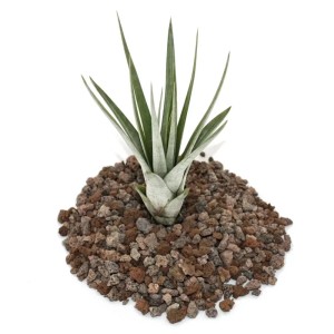 Exotenherz Tillandsia Fasciculata auf Lavasteinen, eine dekorative, lose Pflanze für Innenräume.