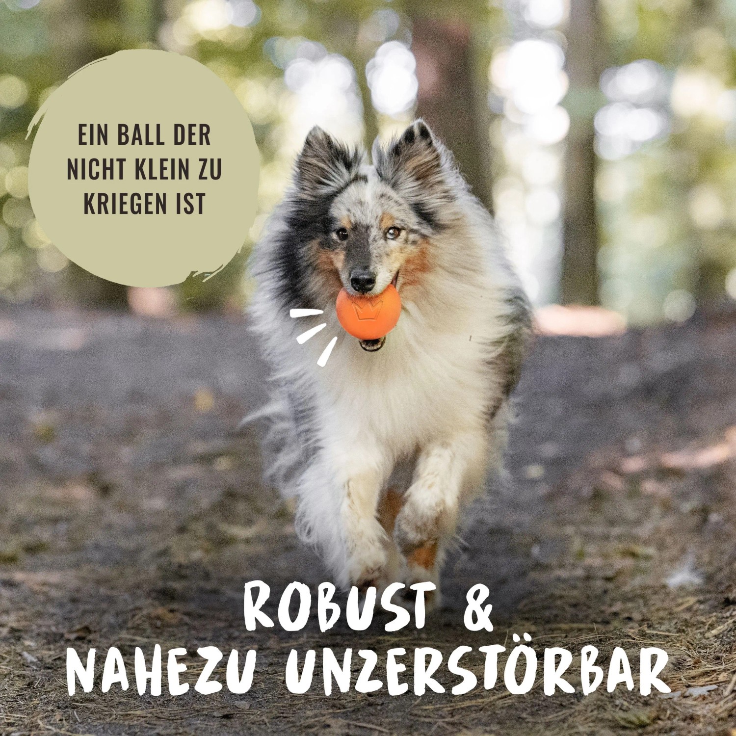 Hund mit orangem Rudelkönig Hundeball (6,5 cm) aus Naturkautschuk beim Apportieren.