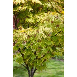 Acer Palmatum 'Autumn Glory' Japanischer Ahorn mit grünen Blättern im Garten.