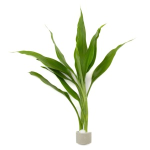 Drachenbaum (Dracaena sanderiana) im Topf, grüne Aquariumpflanze für Terrarien.