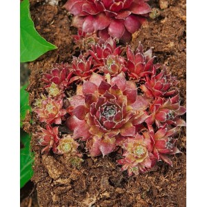 Rosettenförmige, rot-grüne Sempervivum 'Pilatus' Hauswurz im 9x9 cm Topf.