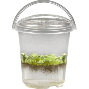 Schwimmfarn (Salvinia natans) im transparenten Becher, Topfgröße ca. 11 cm.