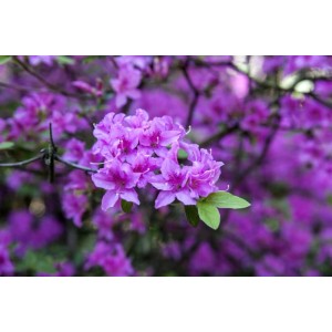 Nahaufnahme: Frühblühender, lila Rhododendron Praecox Strauch mit grünen Blättern.