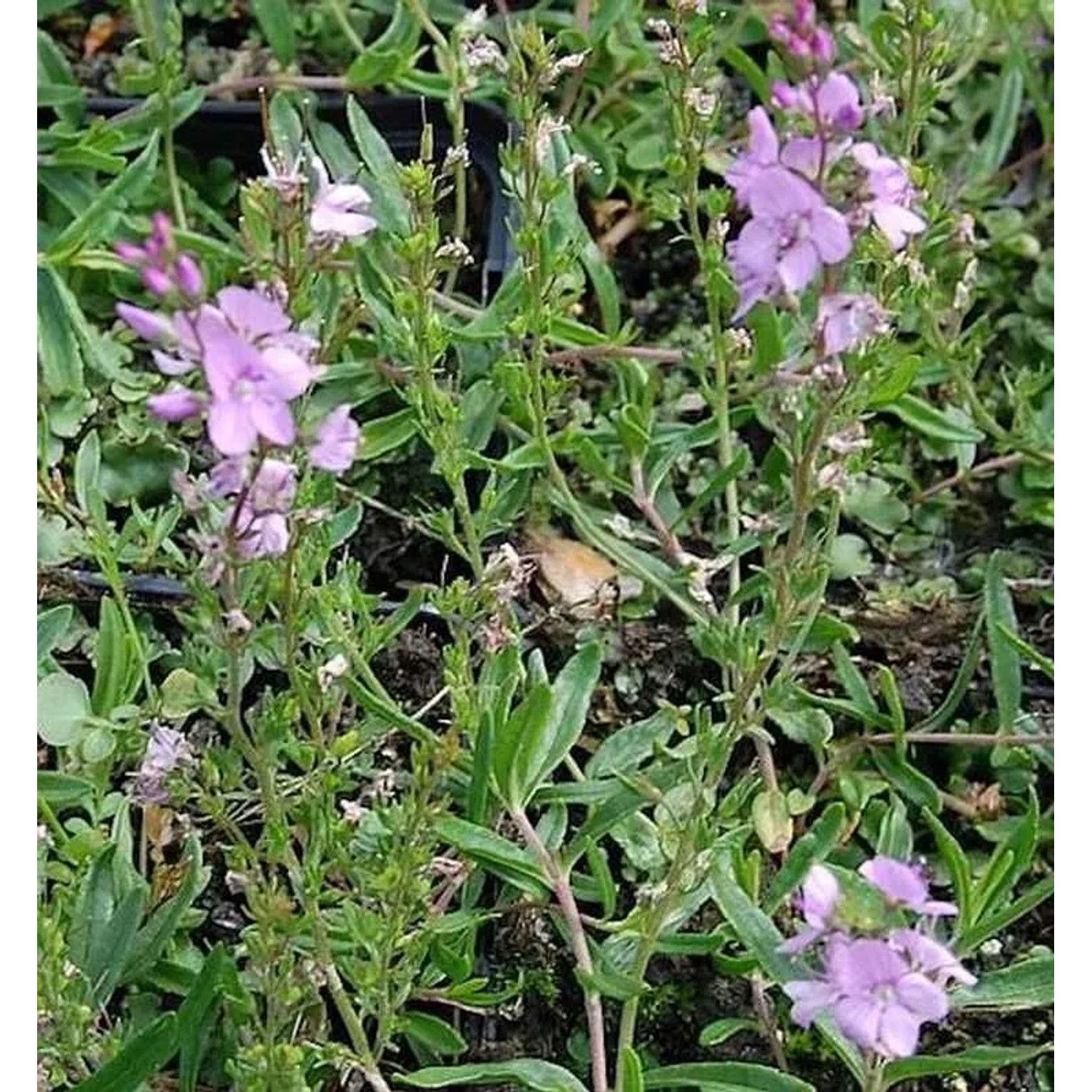 Niederliegender Garten Ehrenpreis Mrs Holt - Veronica prostrata