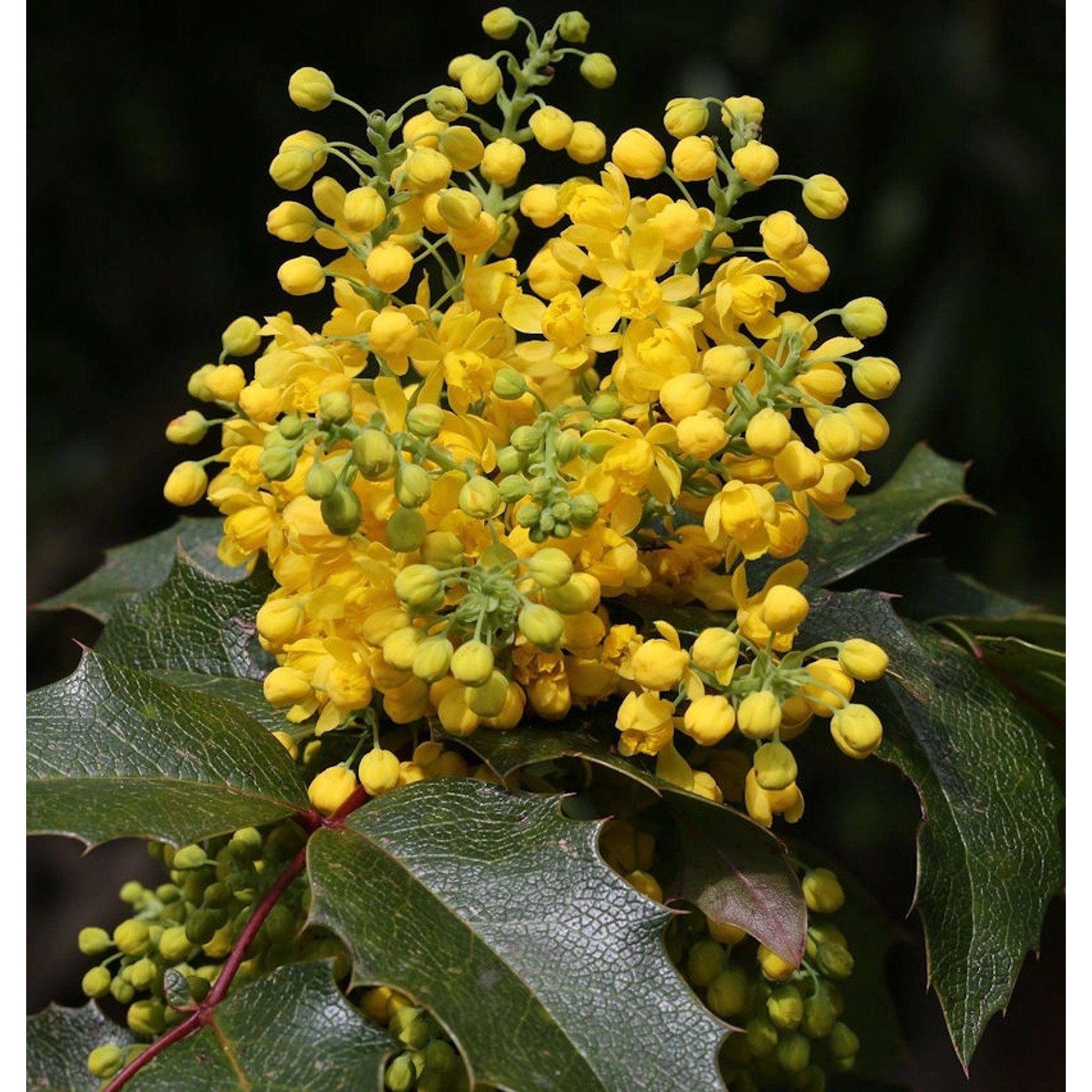 Zwerg Mahonie Apollo 25-30cm - Mahonia aquifolium günstig online kaufen