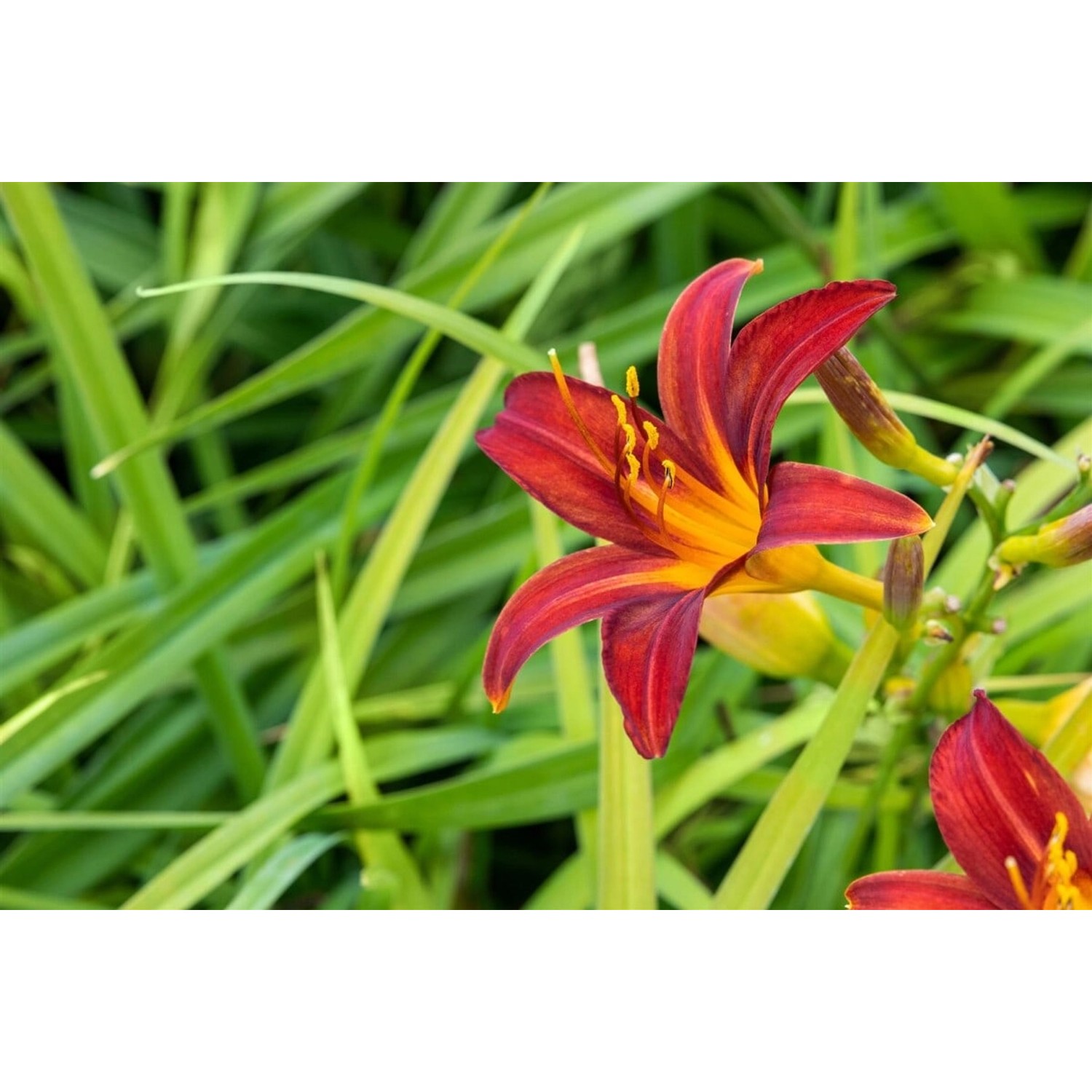 Hemerocallis X Cult. Crimson Pirate Taglilie Ca. 11x11 cm Topf günstig online kaufen