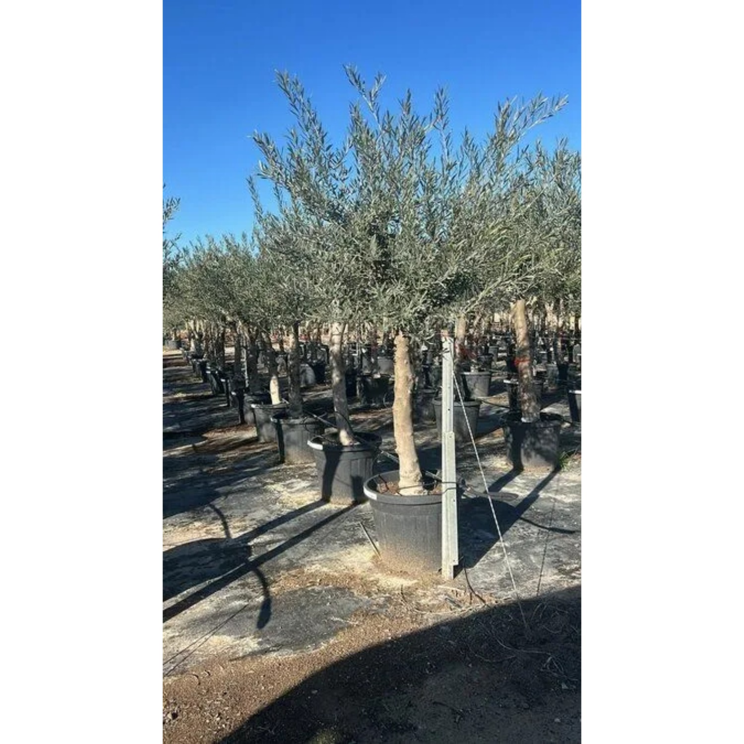 Winterharter, verzweigter Olivenbaum Olea Europaea, 190 cm, mit dichter Krone im Topf für Garten & Terrasse.