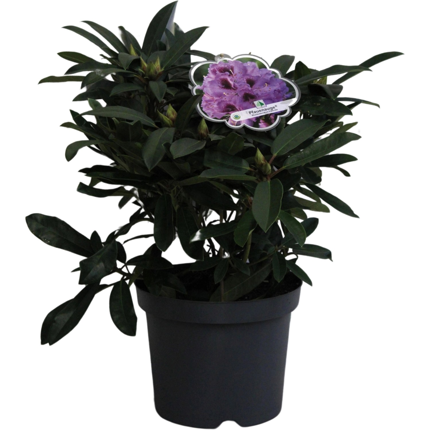 Rhododendron Pfauenauge Lila Höhe ca. 40 - 50 cm Topf ca. 7,5 l
