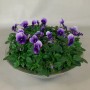 Hornveilchen in Zinkschale, lila Blüten, Topf-Ø 29cm. Bepflanzte Schale für Balkon und Terrasse.