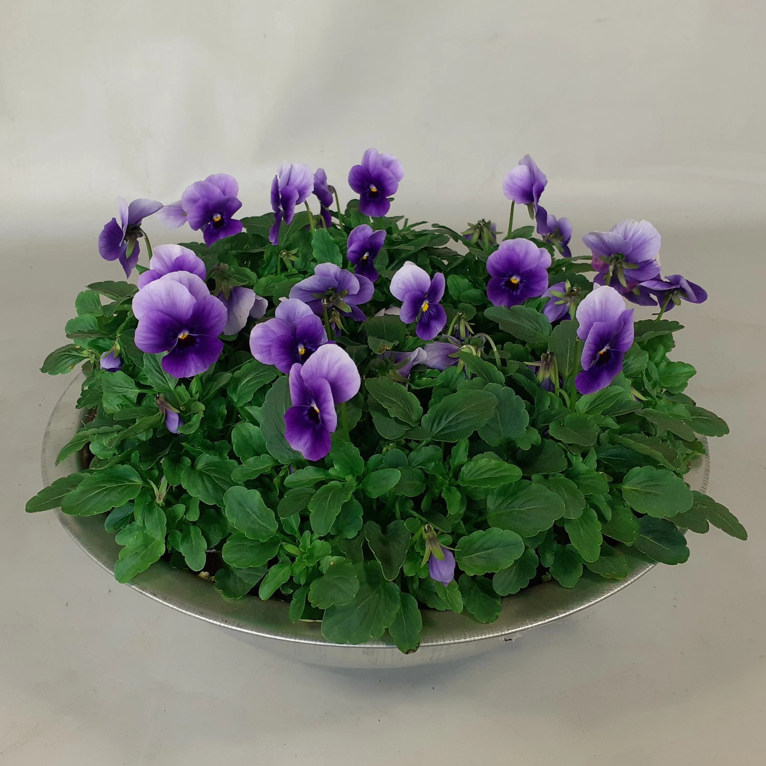 Hornveilchen in Zinkschale, lila Blüten, Topf-Ø 29cm. Bepflanzte Schale für Balkon und Terrasse.