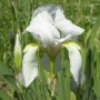Weiße Zwerg-Schwertlilie Iris pumila Staude mit gelben Akzenten und Knospe. Ideal für Steingärten.