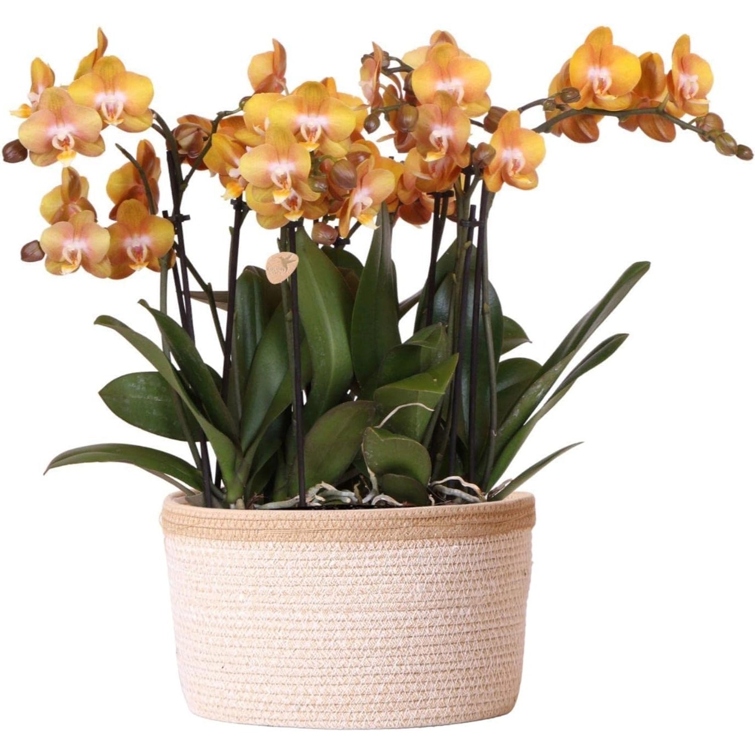 Kolibri Orchids Orange Orchideen Set inkl. Wassertank Drei Orange Orchideen Las Vegas 12cm