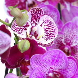 Nahaufnahme von Schmetterlingsorchideen (Phalaenopsis) in verschiedenen Farben.