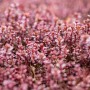 Purpurrote Teppich-Fetthenne (Sedum spurium) als Bodendecker im 9x9 cm Topf.