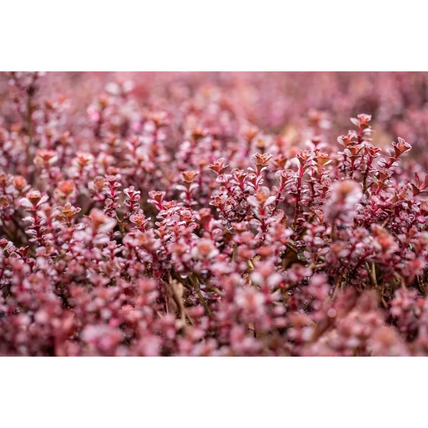 Purpurrote Teppich-Fetthenne (Sedum spurium) als Bodendecker im 9x9 cm Topf.