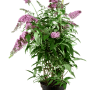 Schmetterlingsstrauch 'Pink Delight' im Topf, ca. 60-100cm hoch, mit pinkfarbenen Blüten.