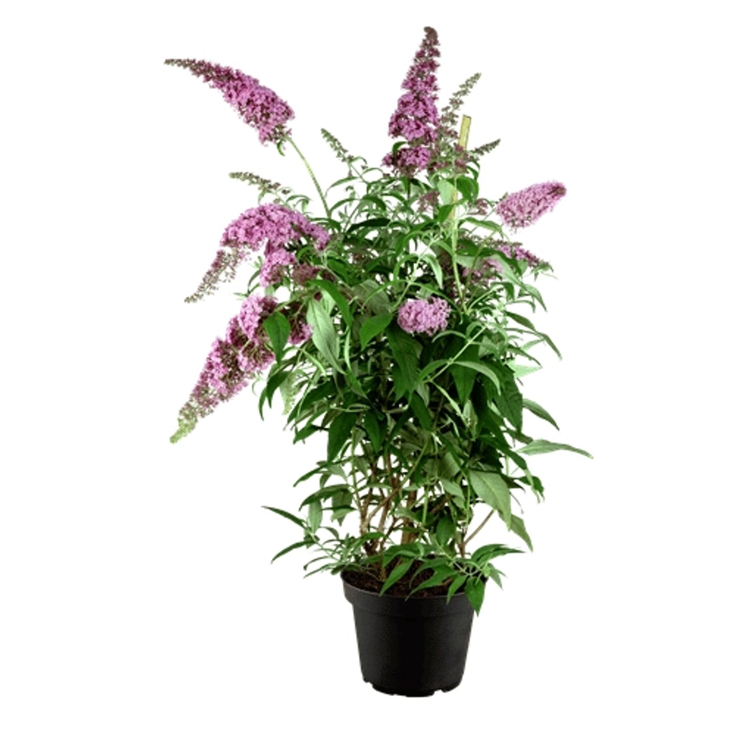 Buddleja Davidii Schmetterlingsstrauch Pink Delight 60-100 cm günstig online kaufen