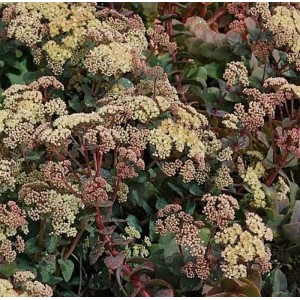 Nahaufnahme der Großen Fetthenne 'Hab Grey' (Sedum telephium) mit hellgelben Blüten.