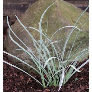 Zimmerknoblauch (Tulbaghia violacea) mit langen, grünen Blättern vor einem Stein.