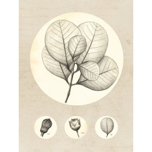 Komar Wandbild Transparent Leaf, 30x40 cm, Blätter-Motiv im Vintage-Stil.