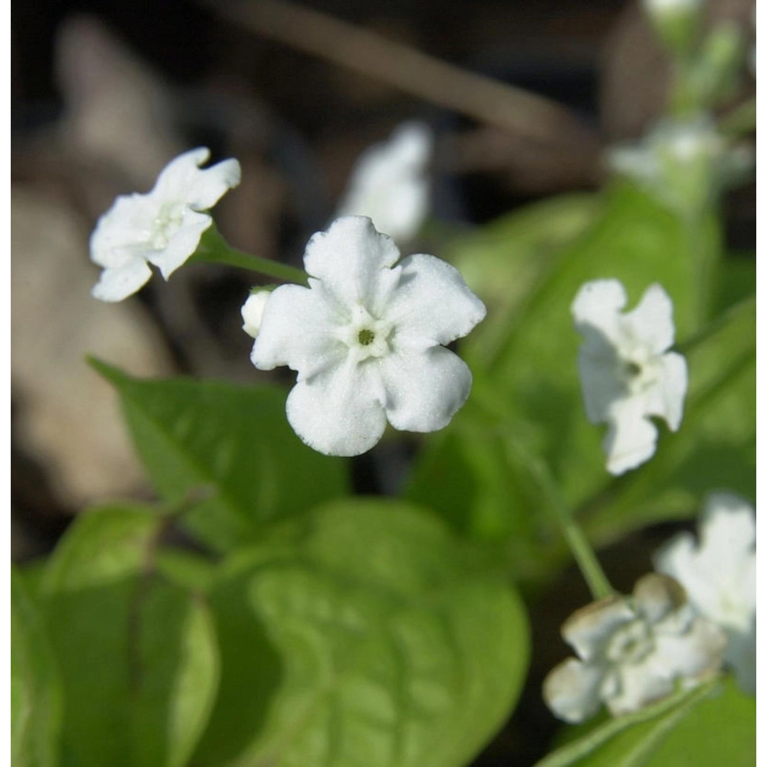 Gedenkemein Alba - Omphalodes verna günstig online kaufen