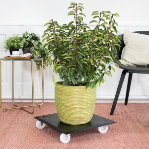 Schwarzer Wagner Pflanzenroller Alaska mit Pflanze in gelbem Topf. Rolluntersetzer 44,5x44,5 cm.