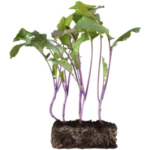 Gemüse Mix 6er-Schale mit jungen Gemüsepflanzen und Wurzelballen für den Nutzgarten.