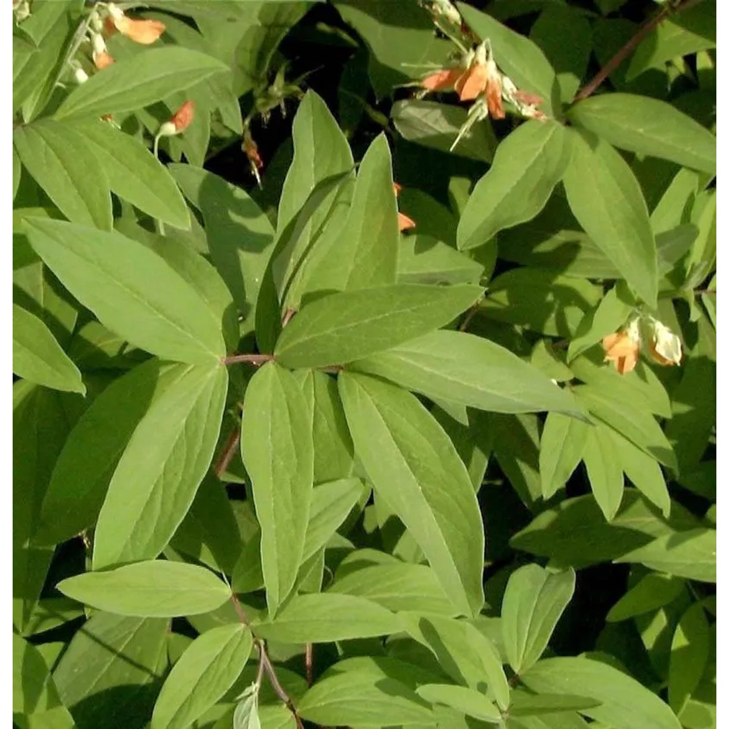 Platterbse - Lathyrus gmelinii