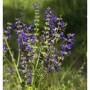 Blühender Wiesen-Salbei 'Rhapsody in Blue' mit violetten Blüten im Garten.