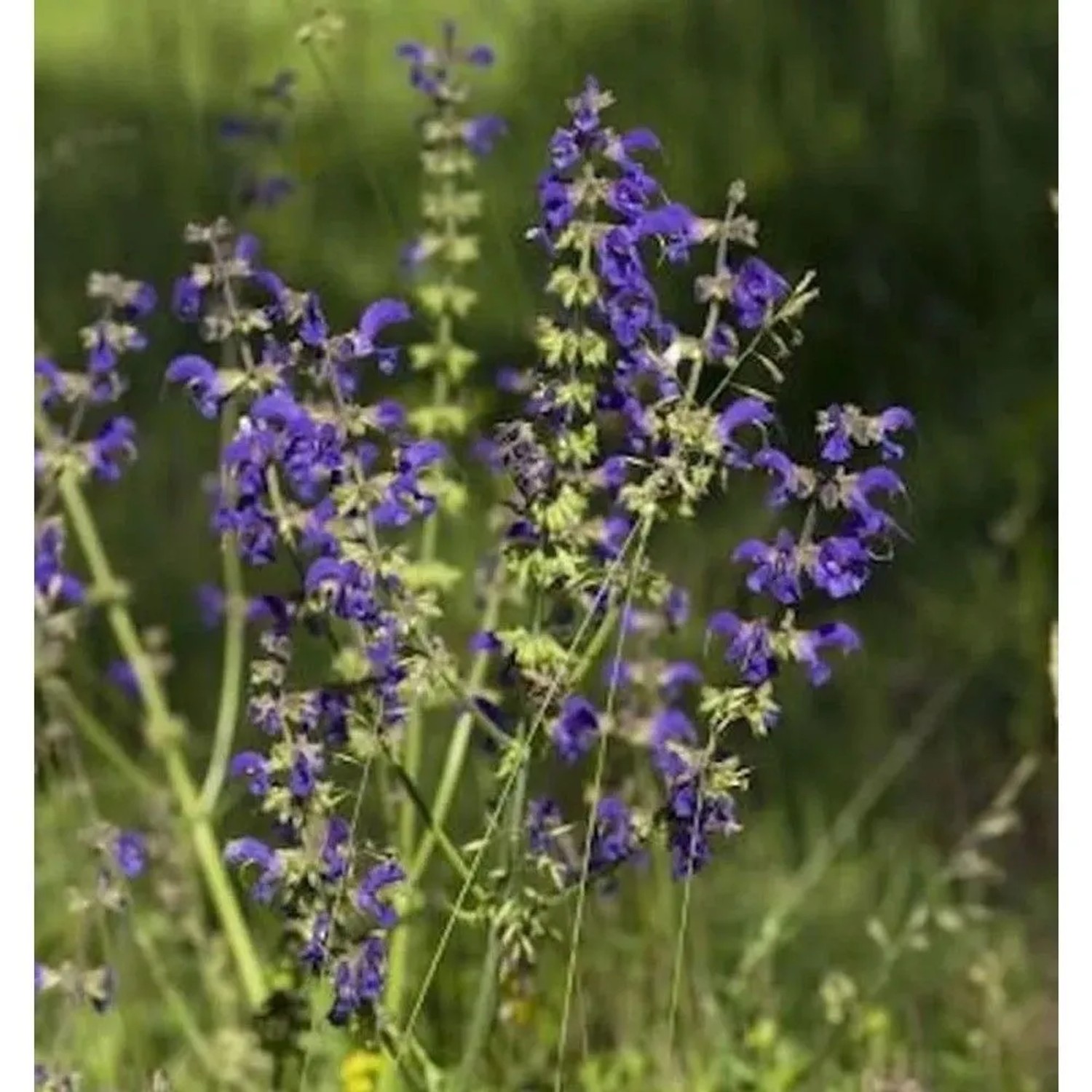Wiesen Salbei Rhapsody in Blue - Salvia pratensis