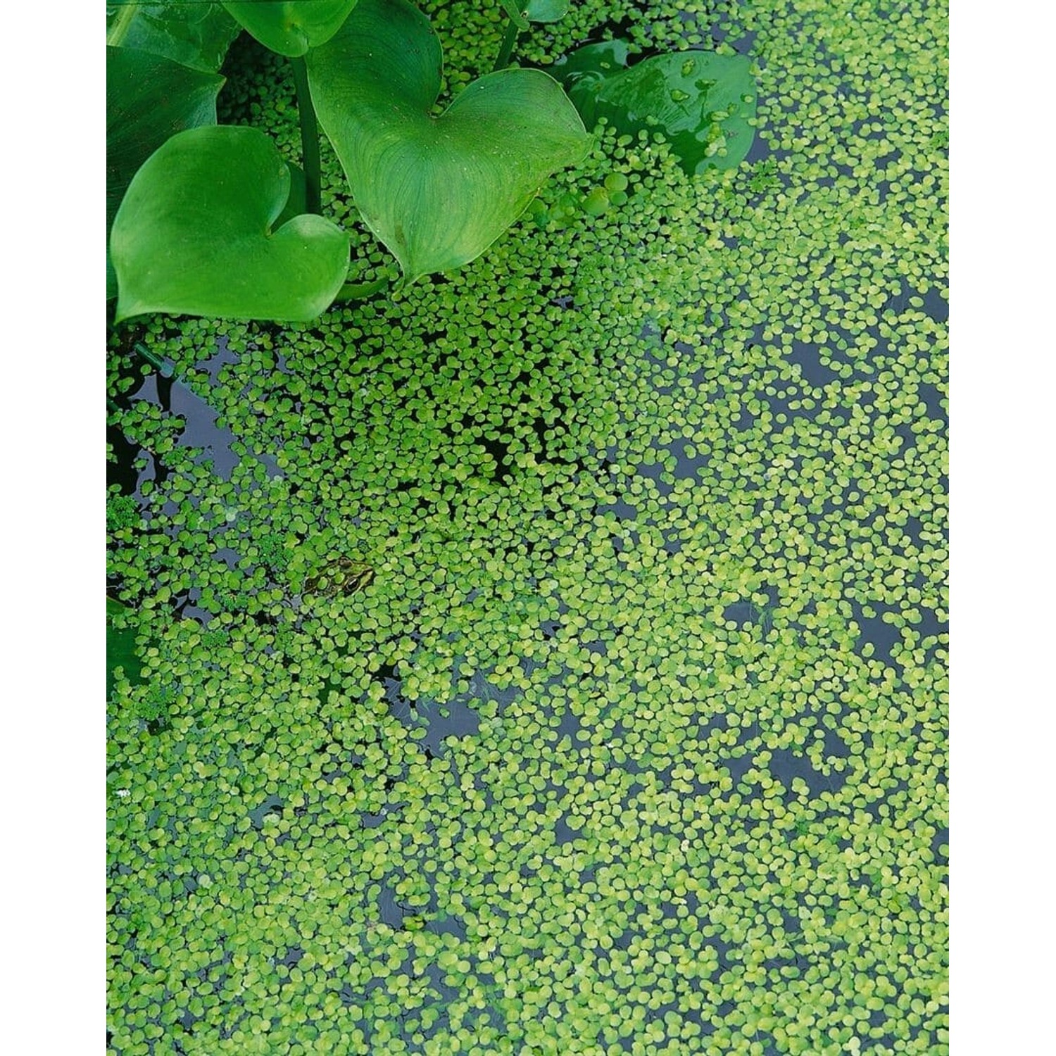 Lemna Trisulca Dreifurchige Wasserlinse Schwimmend günstig online kaufen