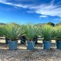 Sunny-Tree Mediterrane Yucca Rostrata Blue Blue Palmlilie Winterharte Pflanze bis -20°C Ideal für Garten & Terrasse_3