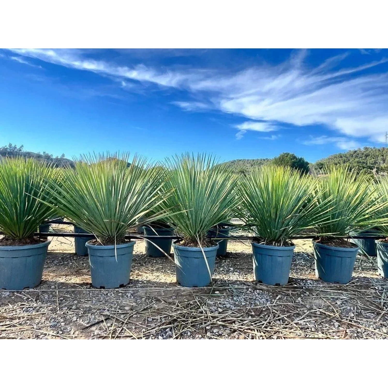 Sunny-Tree Mediterrane Yucca Rostrata Blue Blue Palmlilie Winterharte Pflanze bis -20°C Ideal für Garten & Terrasse_3