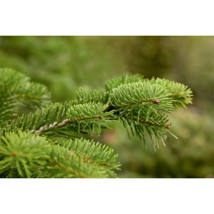 Nahaufnahme eines Zweigs der Nordmanntanne (Abies Nordmanniana) mit frischen, grünen Nadeln.