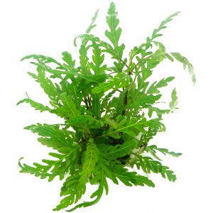 Dennerle Aquariumpflanze Hygrophila Pinnatifida In-Vitro mit fiedrigen, grünen Blättern.