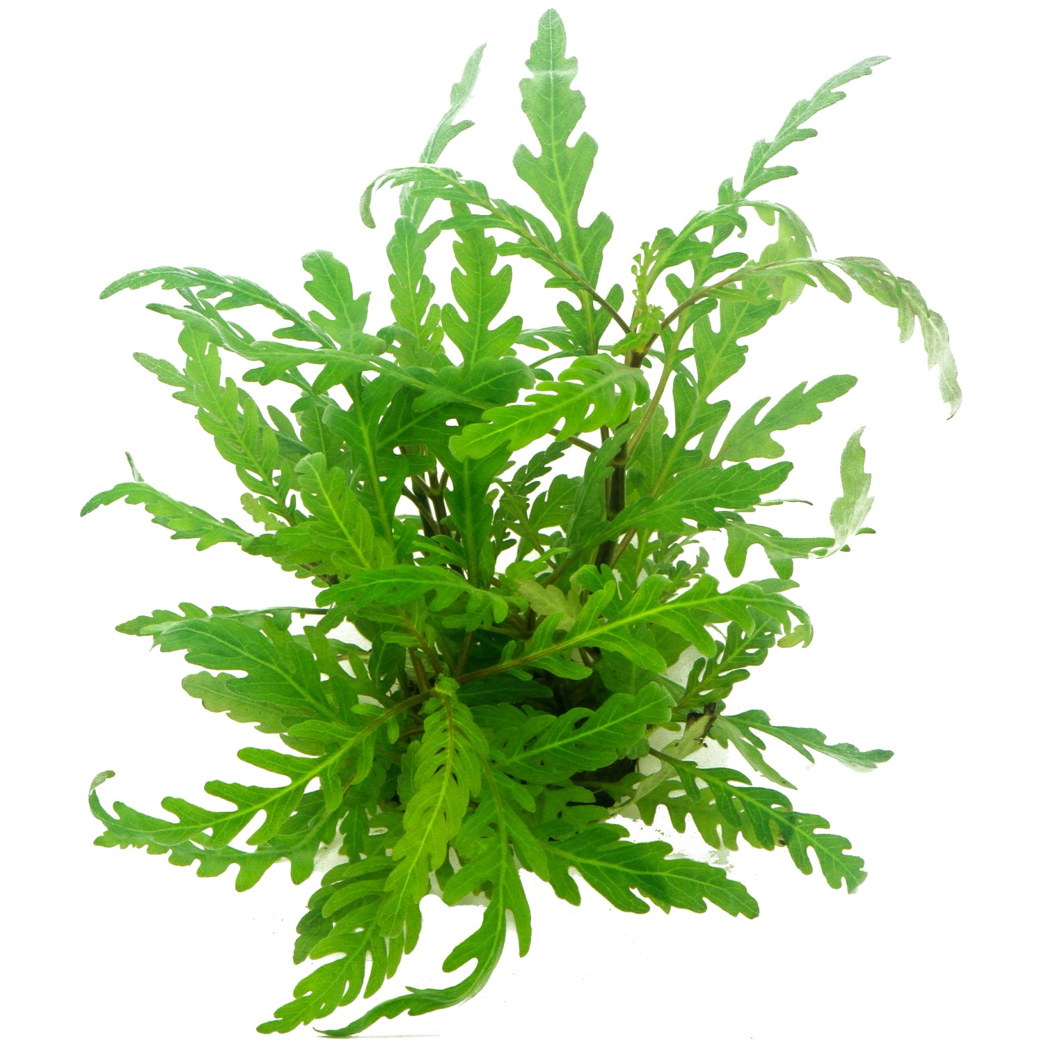 Dennerle Plants Aquariumpflanze Hygrophila Pinnatifida In-Vitro