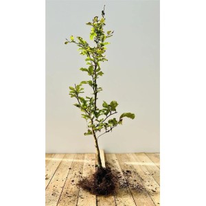 Junge Rotbuche (Fagus sylvatica), 40-60 cm, ideal für Hecken und Gärten.
