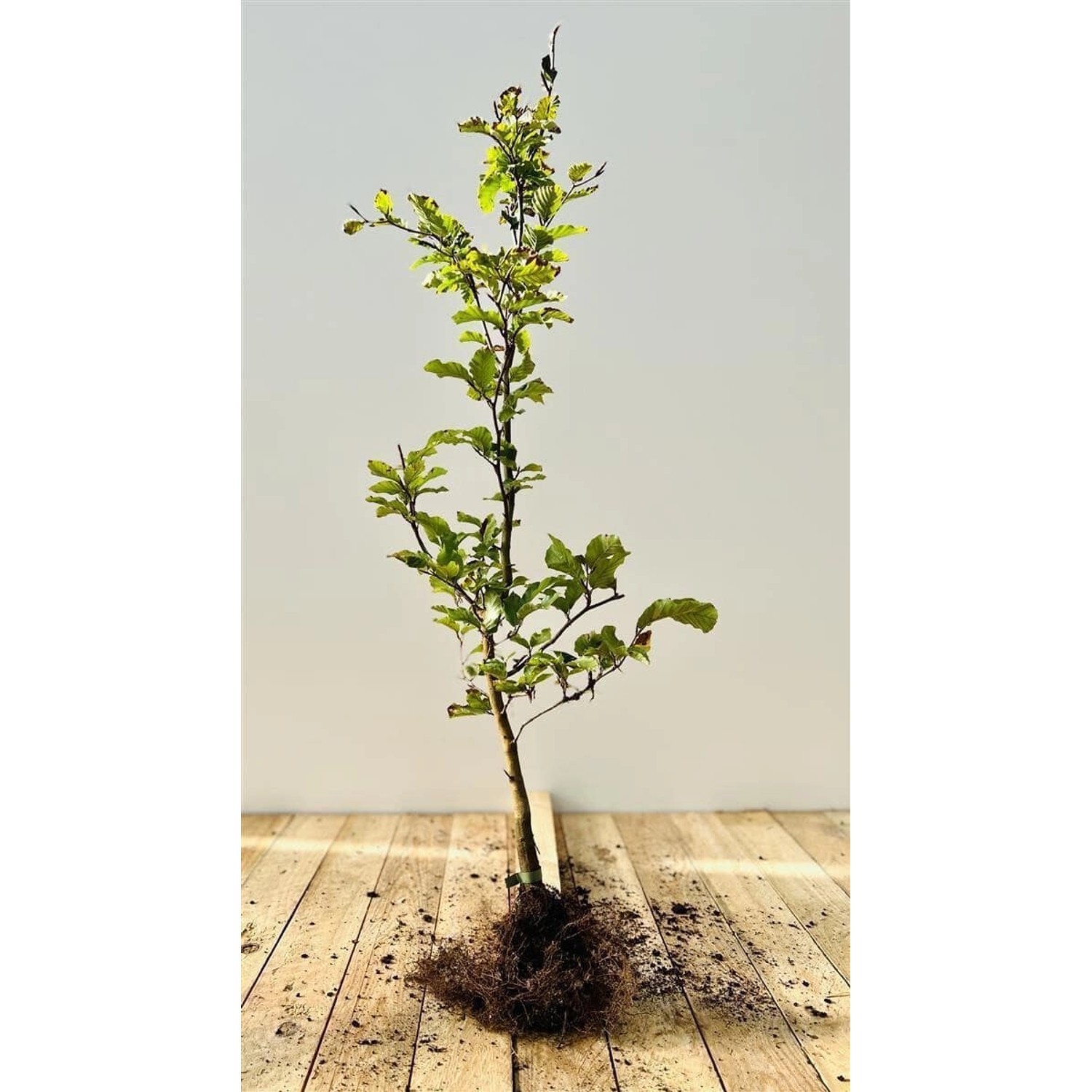 Fagus sylvatica 40-60 cm günstig online kaufen