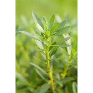 Nahaufnahme: Immergrüner Rhododendron Bloombux Micranthum mit grünen Blättern.