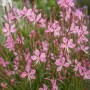 Rosa Gaura im Landhaus & Bauerngarten Set, Topf ca. 9 cm.