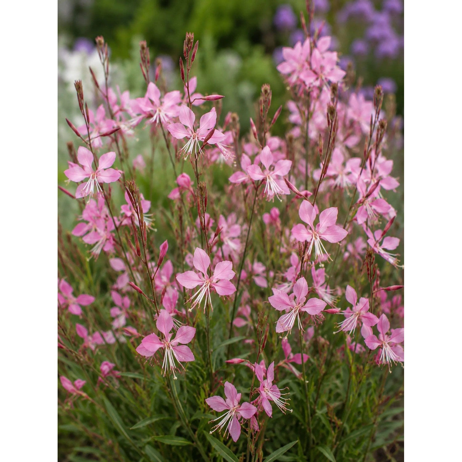 Rosa Gaura im Landhaus & Bauerngarten Set, Topf ca. 9 cm.
