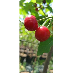 Zwei rote, reife Sauerkirschen Karneol am Baum, nah aufgenommen.
