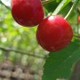 Zwei rote, reife Sauerkirschen Karneol am Baum, nah aufgenommen.