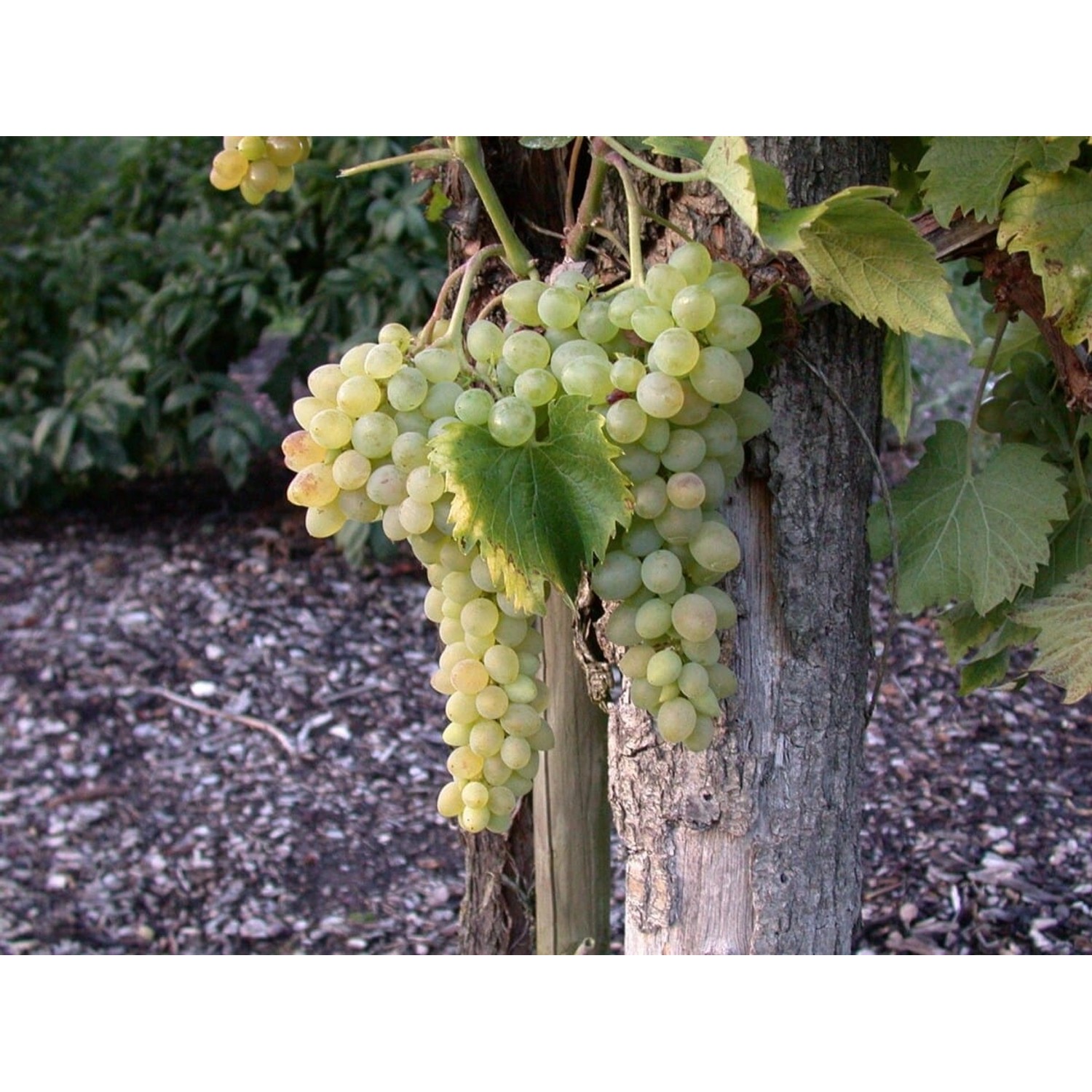Vitis Vinifera Solaris Weinrebe 80–100 cm günstig online kaufen