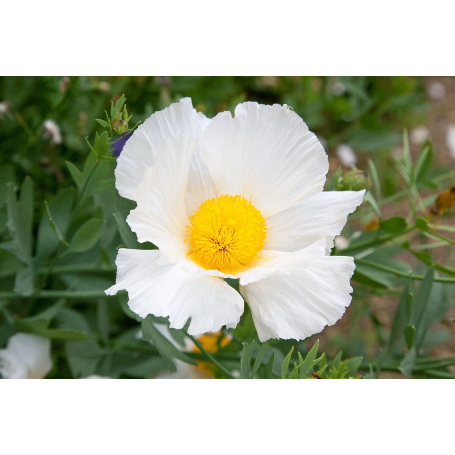 Romneya Coulteri Kalifornischer Baum-Mohn Ca. 11x11 cm Topf günstig online kaufen