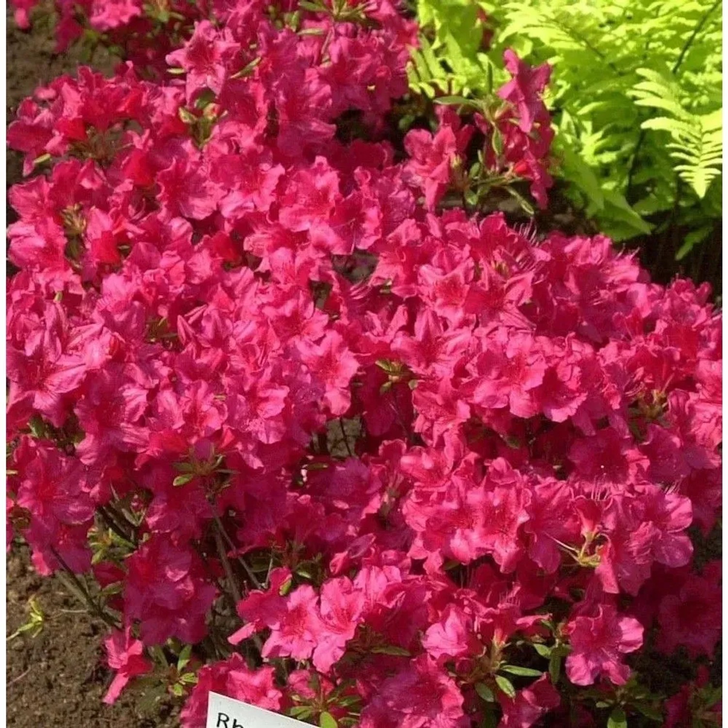 Japanische Azalee Georg Arends 50-60cm - Rhododendron obtusum - Zwerg Alpenrose
